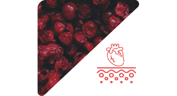 Heart and circulation