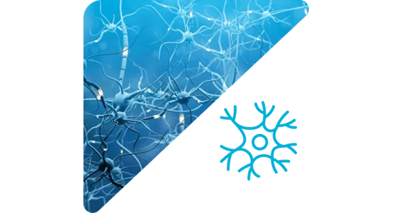 Нервная система